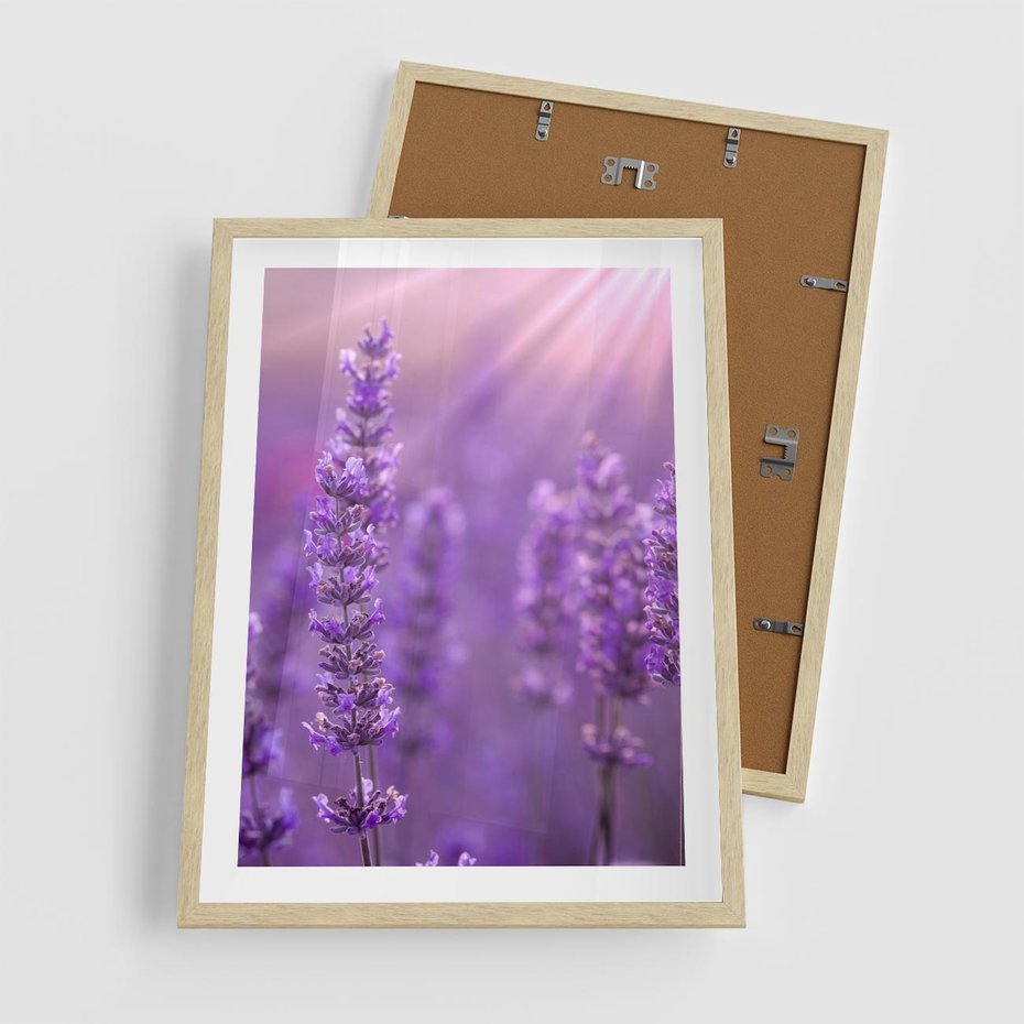 Plakat w ramie 50x70 - Fioletowa harmonia lawendy - lawenda, fiolet - rama drewno