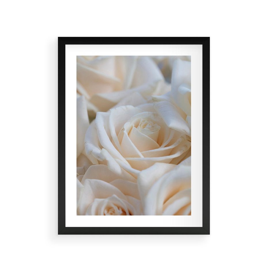 Plakat w ramie 30x40 - Białe róże piękności - białe, róże - rama czarna