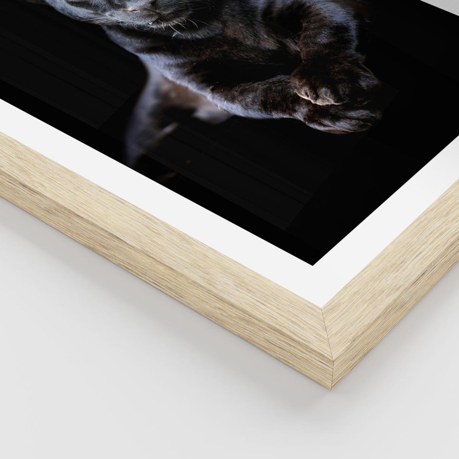 Plakat w ramie 40x50 - Czarna pantera: majestat i siła - czarna, pantera - rama drewno