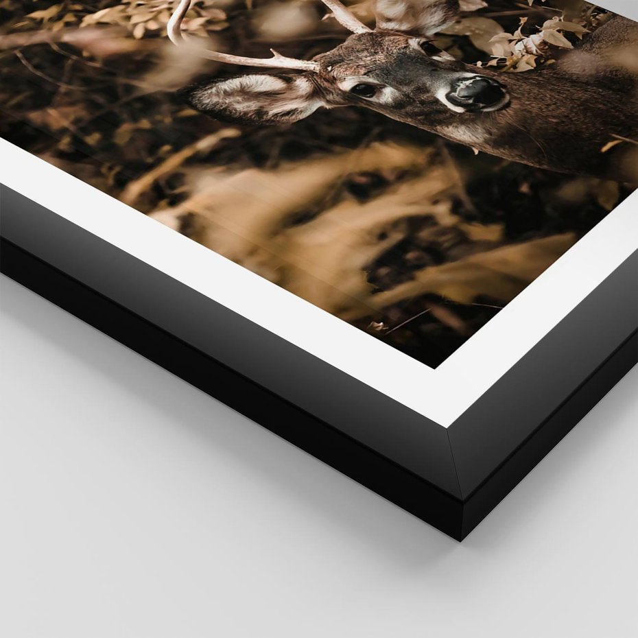 Plakat w ramie 50x70 - Jesienny Jeleń w Lesie - jeleń, w lesie - rama czarna