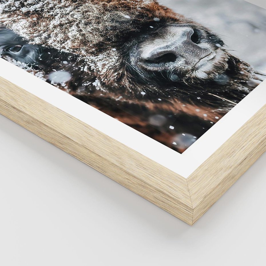 Plakat w ramie 30x40 - Żubr w Krainie Śniegu - żubr, zima - rama drewno