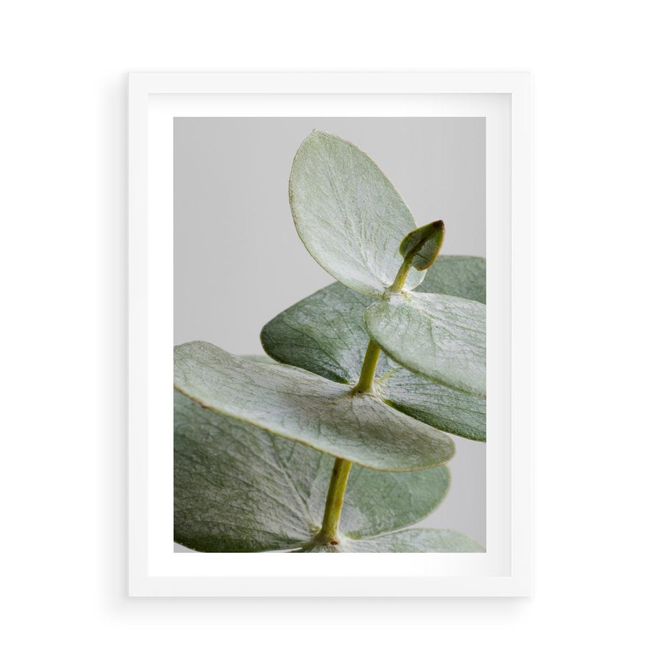 Plakat w ramie 50x70 - Eukaliptusowa zieleń - eukaliptus, zielone - rama biała