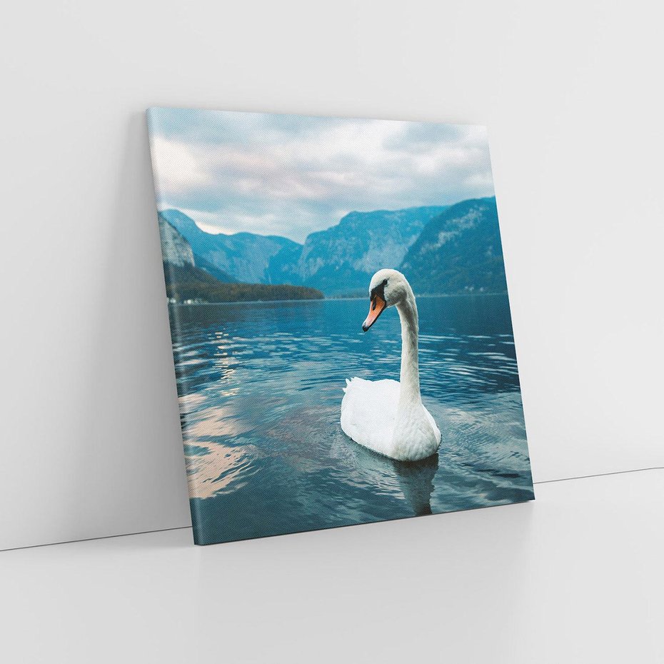 Obraz na płótnie 40x40 - Łabędzi Śpiew - fotografia, plakat