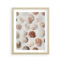 Plakat w ramie 40x50 - Morska Delikatność: Muszelki na Białym Tle - kompozycja, morskie muszelki na białym tle - rama drewno