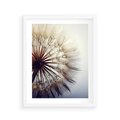 Plakat w ramie 40x50 - Makro piękno dmuchawca - makro, dmuchawiec - rama biała