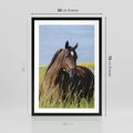 Plakat w ramie 50x70 - Siła i piękno natury - koń, łąka - rama czarna