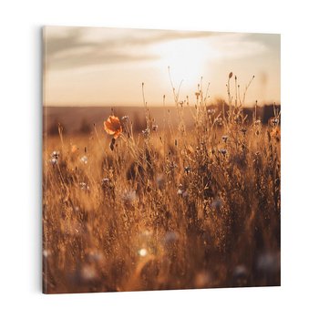 Obraz na płótnie 50x50 - Zachwyt zachodem słońca na łące - zachód, słońca