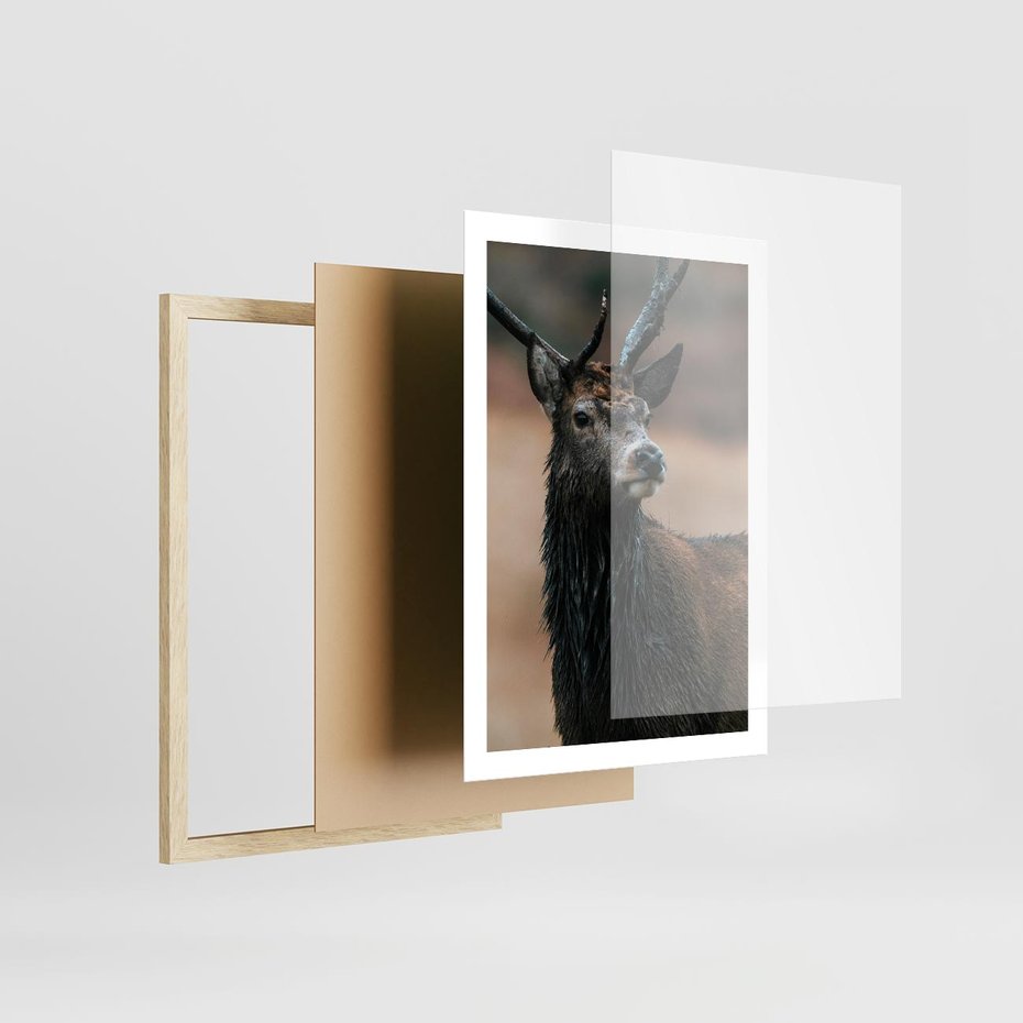 Plakat w ramie 50x70 - Spokojny jeleń - jeleń, las - rama drewno