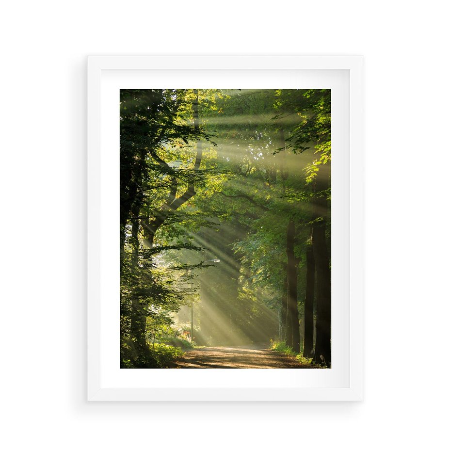 Plakat w ramie 40x50 - harmonia natury - las, drzewa - rama biała