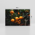 Obraz na płótnie 100x70 - Mandarynki Drzewko Urodzaju - mandarynki, drzewko