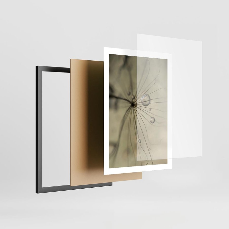 Plakat w ramie 50x70 - Delikatność dmuchawców - dmuchawce, krople - rama czarna