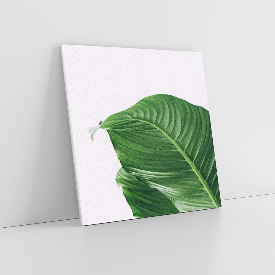 Obraz na płótnie 70x70 - Zielone liście monstery - liście, monstera