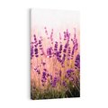 Obraz na płótnie 70x100 - Lawenda: Pachnące pole kwiatów - kwiaty, lawenda