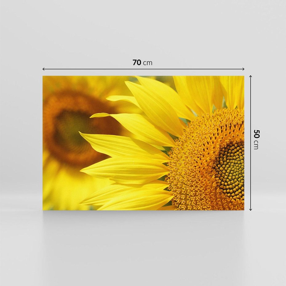 Obraz na płótnie 70x50 - Słoneczniki: Promień nadziei - słoneczniki, kwiaty