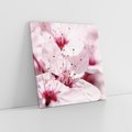 Obraz na płótnie 50x50 - Kwitnąca Wiśnia - kwiaty, kwitnąca