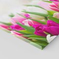 Obraz na płótnie 120x80 - Tulipany w pełnym rozkwicie - tulipany, kwiaty