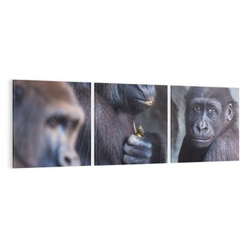 Obraz na płótnie 120x40 - Małpy w ich naturalnym środowisku - małpy, szympansy