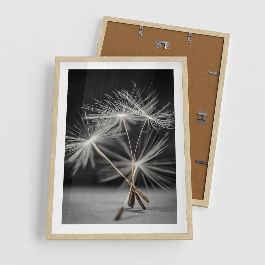 Plakat w ramie 50x70 - Delikatność dmuchawców zbliżenie - dmuchawce, zbliżenie - rama drewno