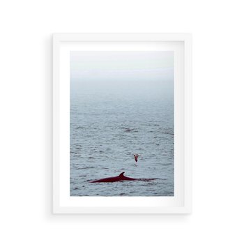 Plakat w ramie 40x50 - Spotkanie z Orką - morze, ocean - rama biała
