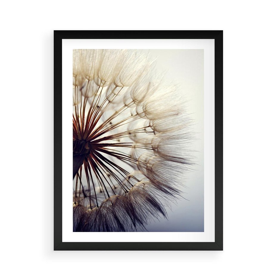 Plakat w ramie 50x70 - Makro piękno dmuchawca - makro, dmuchawiec - rama czarna