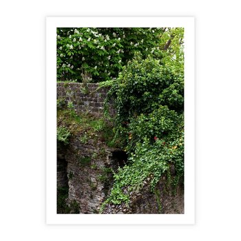 Plakat bez ramy 30x40 - Żywiołowa Zieleń - mur, liście