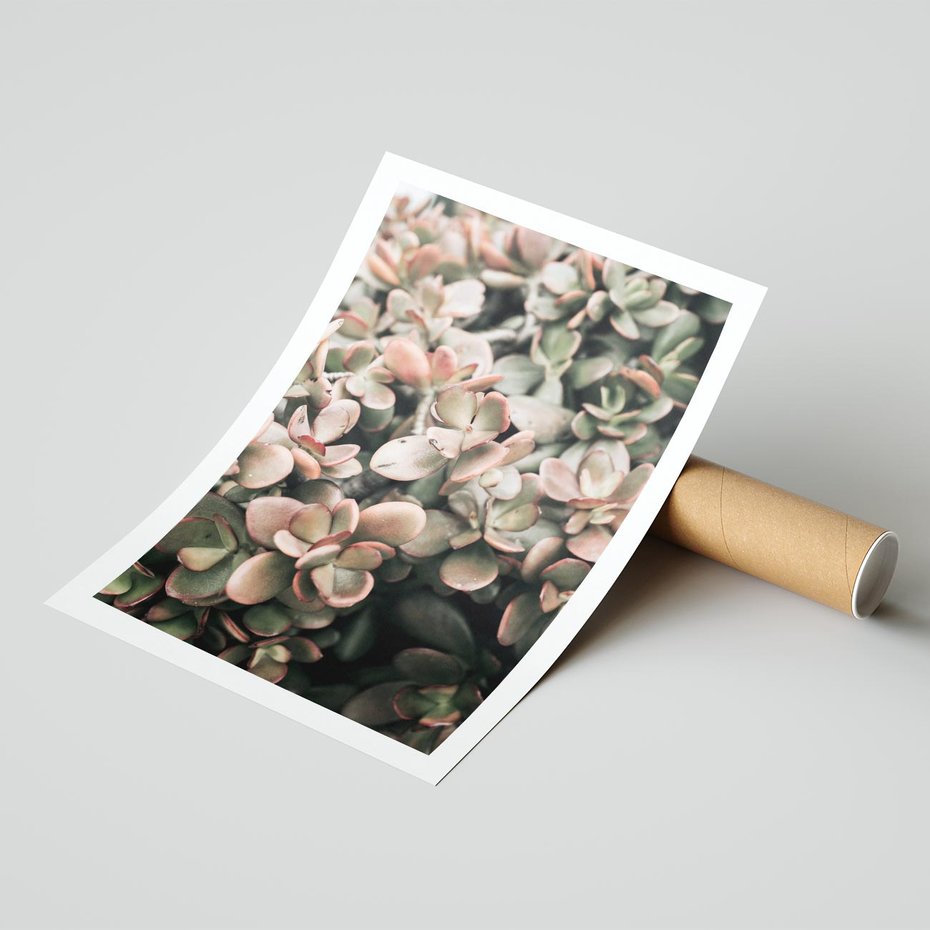 Plakat bez ramy 21x30 - Sukulentowa Prostota - sukulenty, zielone liście