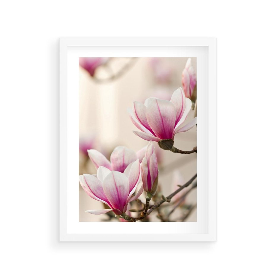 Plakat w ramie 30x40 - Urok Magnolii - magnolie, kwiaty - rama biała