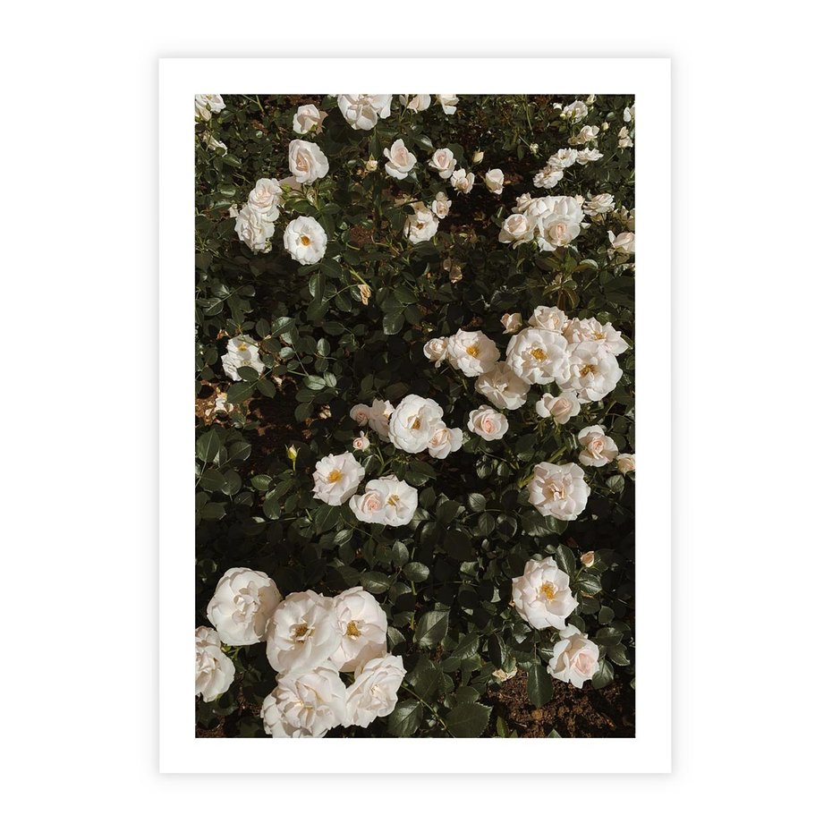 Plakat bez ramy 21x30 - Czyste Piękno - białe kwiaty, białe róże
