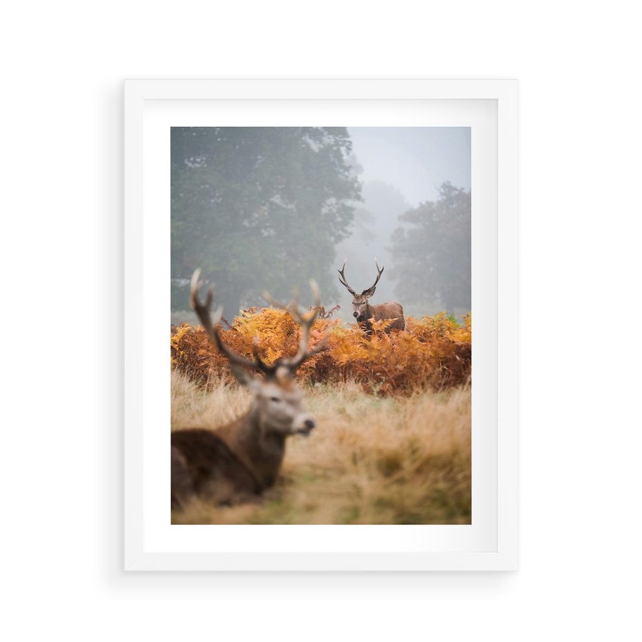 Plakat w ramie 40x50 - Malownicza Harmonia - jelenie, jesień - rama biała
