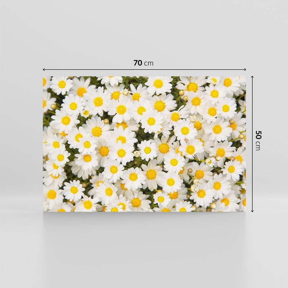 Obraz na płótnie 70x50 - Delikatność Kwiatowej Przyrody - stokrotki, kwiaty