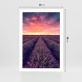 Plakat bez ramy 21x30 - Różowe Niebo nad Polami - pola lawendy, zachód słońca
