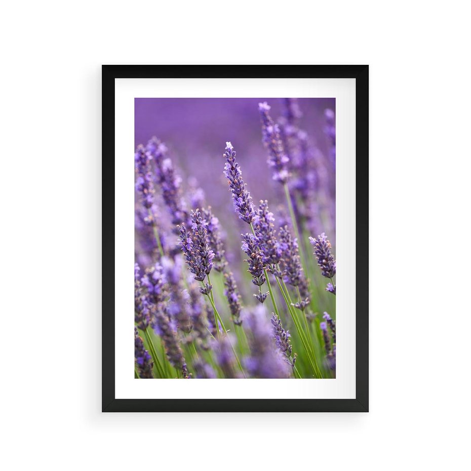 Plakat w ramie 30x40 - Urok lawendy - lawenda, kwiaty - rama czarna