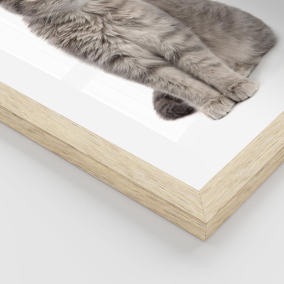 Plakat w ramie 30x40 - Kocie uroki na płótnie - kot, kotek - rama drewno