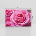 Obraz na płótnie 70x50 - Róża Wspaniałości - róża, kwiat