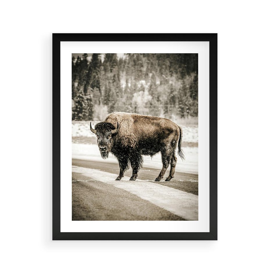 Plakat w ramie 40x50 - Spotkanie z Żubrem na Leśnej Drodze - żubr, las - rama czarna