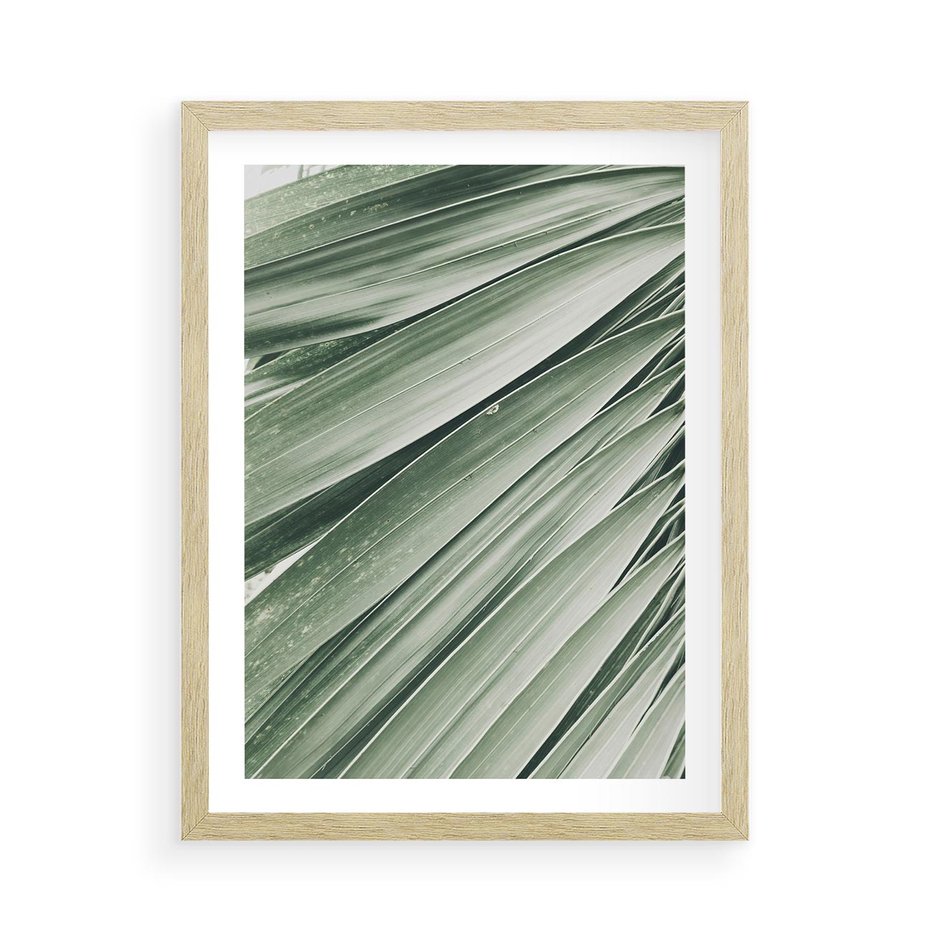 Plakat w ramie 50x70 - Tropikalna Oaza - zielony liść palmy, zieleń - rama drewno