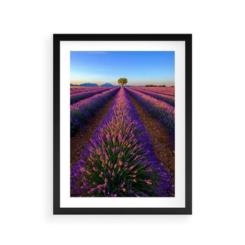 Plakat w ramie 30x40 - Fioletowa Magia - pole, lawendy - rama czarna