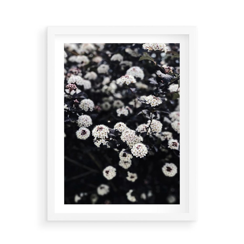 Plakat w ramie 50x70 - Białe Kwiaty na Kwitnącym Krzewie - białe kwiaty, kwitnący krzew - rama biała