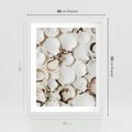 Plakat w ramie 40x50 - Białe Muszle - białe muszle, ujęcie z góry - rama biała