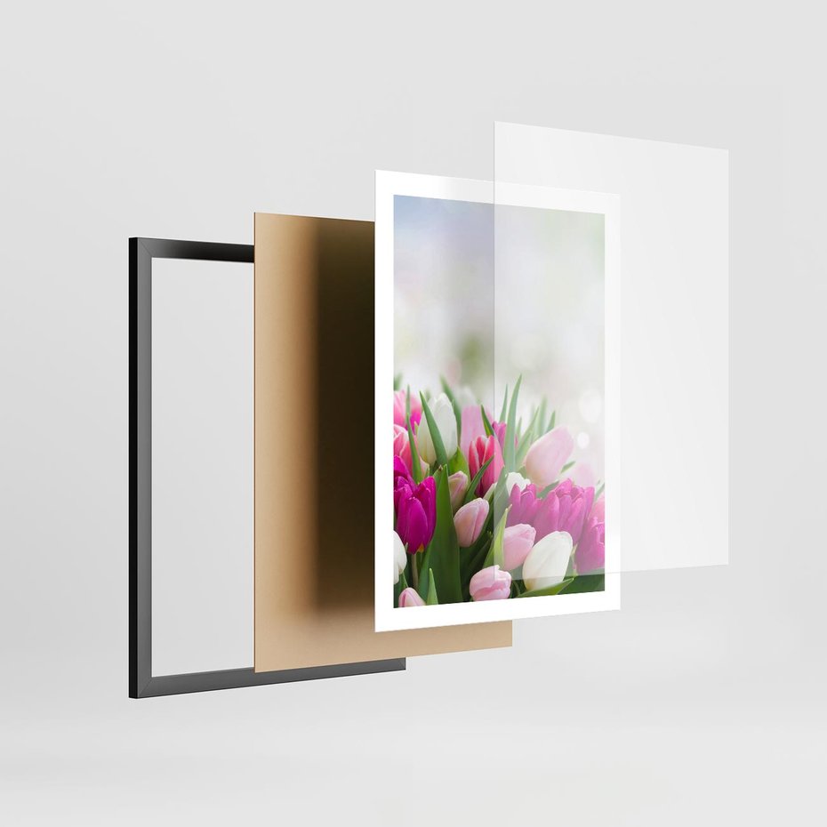 Plakat w ramie 50x70 - Tulipany w pełnym rozkwicie - tulipany, kwiaty - rama czarna