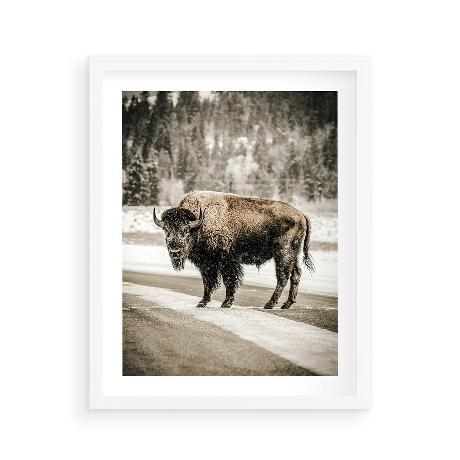 Plakat w ramie 40x50 - Spotkanie z Żubrem na Leśnej Drodze - żubr, las - rama biała