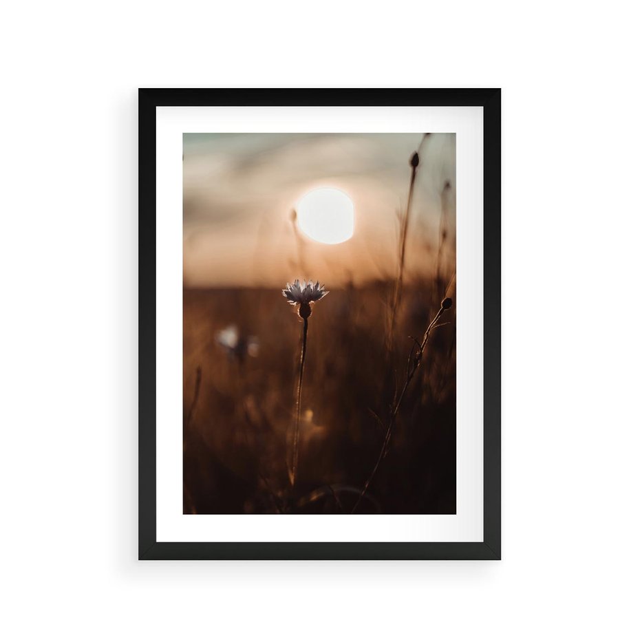Plakat w ramie 30x40 - Spokój łąki pod zachodem słońca - zachód, słońca - rama czarna