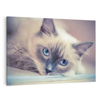 Obraz na płótnie 100x70 - Kotek w artystycznym stylu - kot, kotek