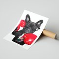 Plakat bez ramy 21x30 - Boksujący mops - pies - boks, mops