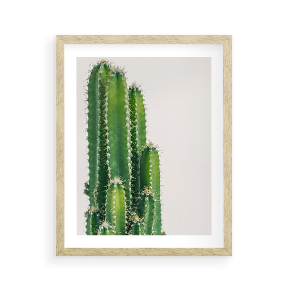 Plakat w ramie 40x50 - Minimalistyczne Kaktusy na Białym Tle - kaktusy, minimalistyczna fotografia - rama drewno