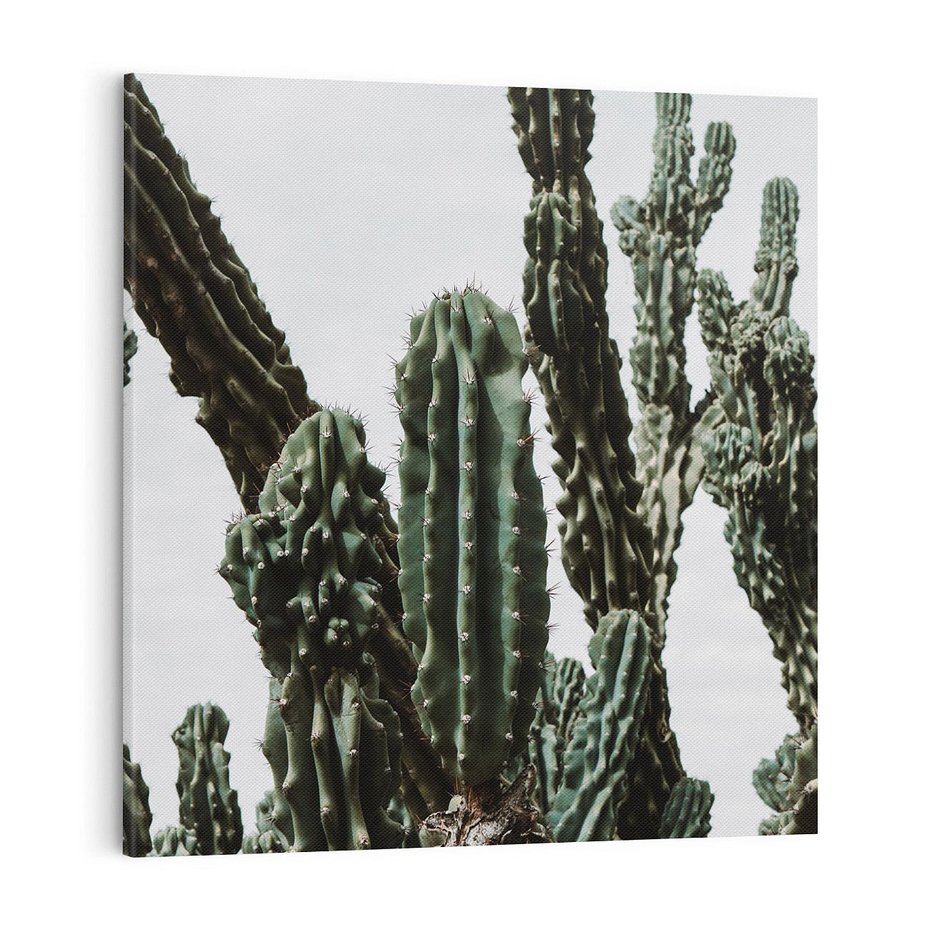 Obraz na płótnie 70x70 - Boho oaza wśród kaktusów - kaktusy, pustynia