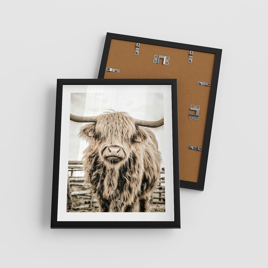 Plakat w ramie 40x50 - Klimat Wiejskiego Życia - amerykańska krowa, byk - rama czarna