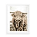 Plakat w ramie 50x70 - Klimat Wiejskiego Życia - amerykańska krowa, byk - rama biała