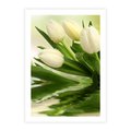 Plakat bez ramy 50x70 - Białe Piękno - białe, tulipany