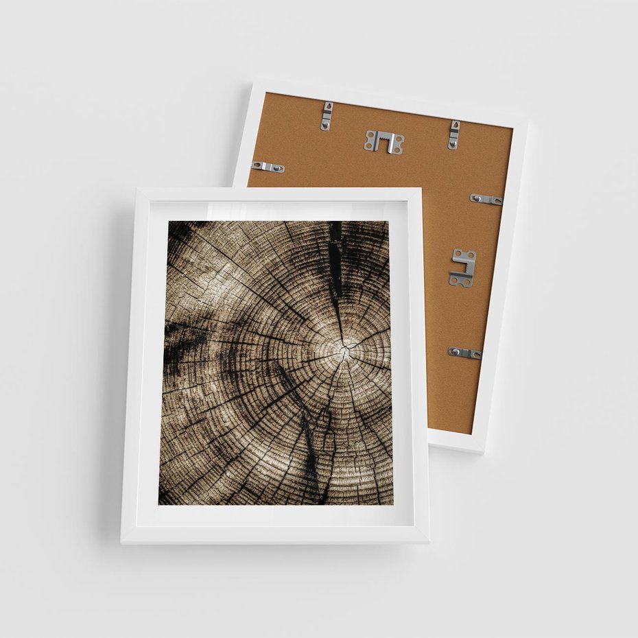 Plakat w ramie 40x50 - Natura Pod Lupą - pień drzewa, przekrój - rama biała